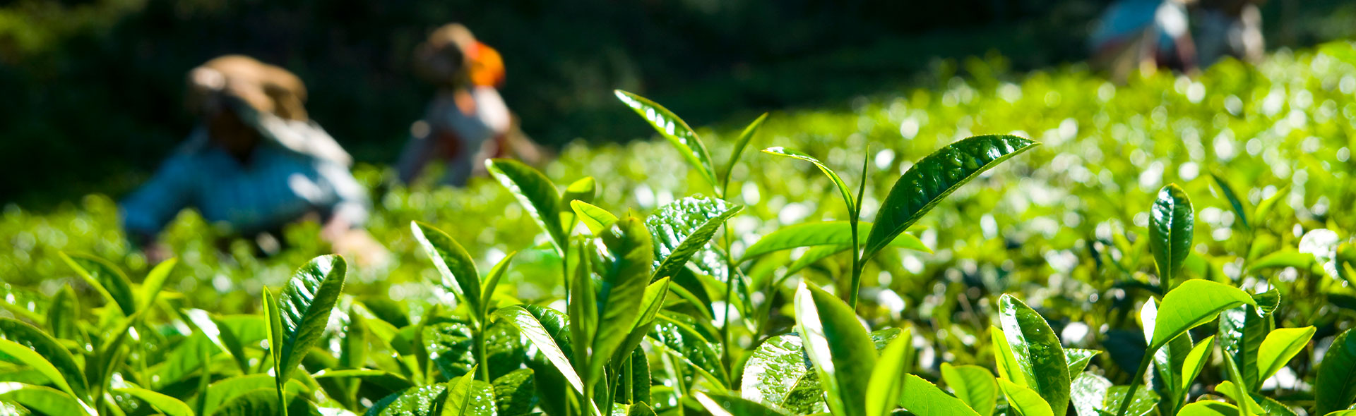 Assam orthodox Tea Exporter