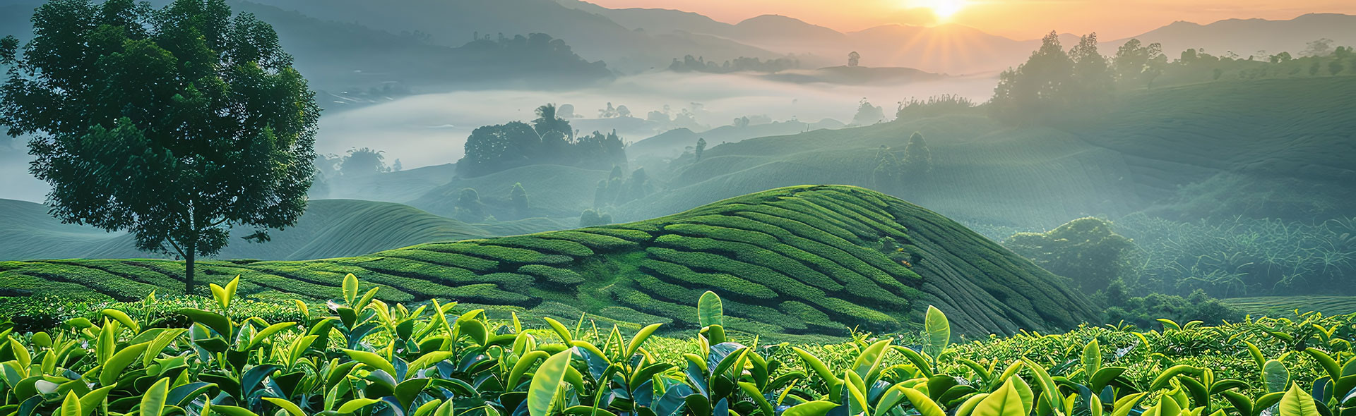 Assam Tea Supplier