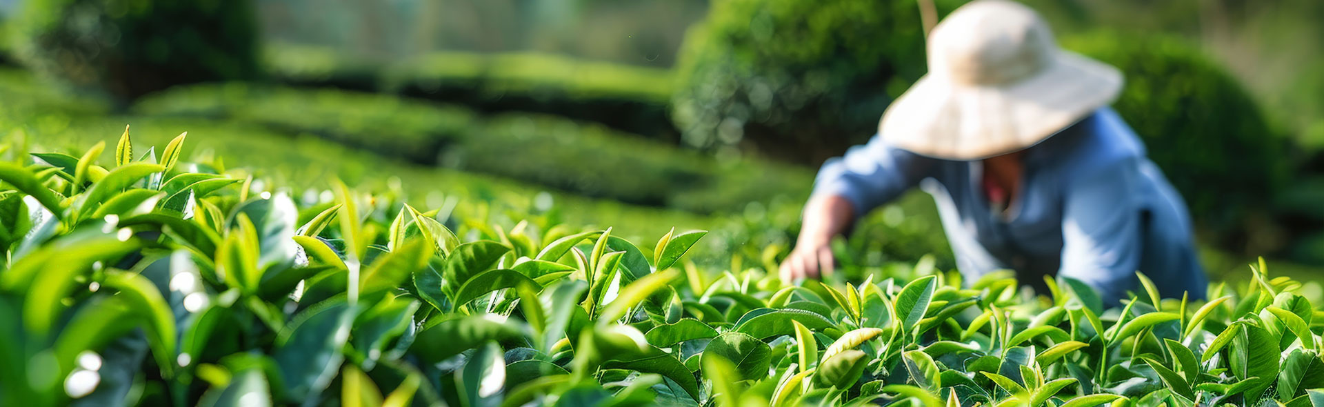 Darjeeling Tea Supplier