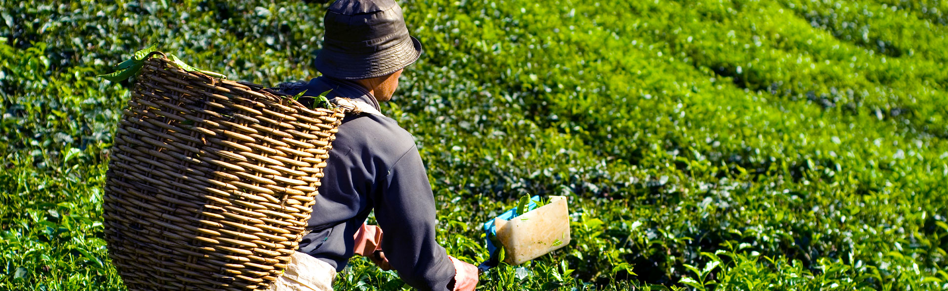 Darjeeling Tea Supplier