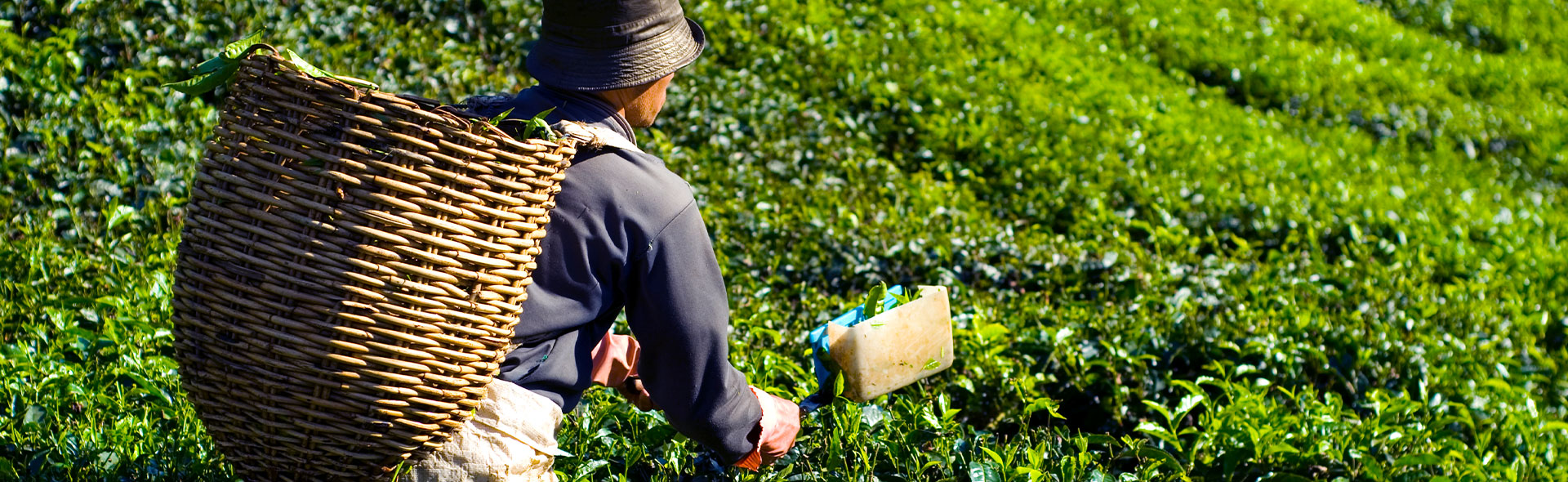 Organic Dooars Tea Supplier
