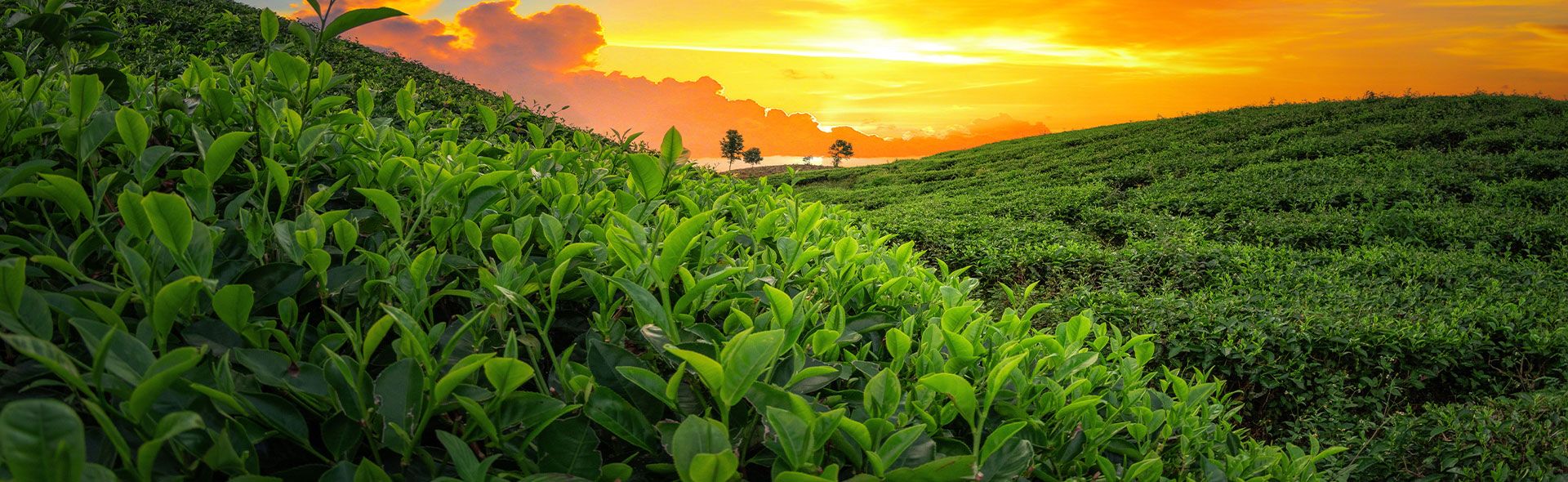 Private Label Darjeeling Tea